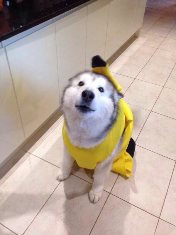 animals in a banana costume