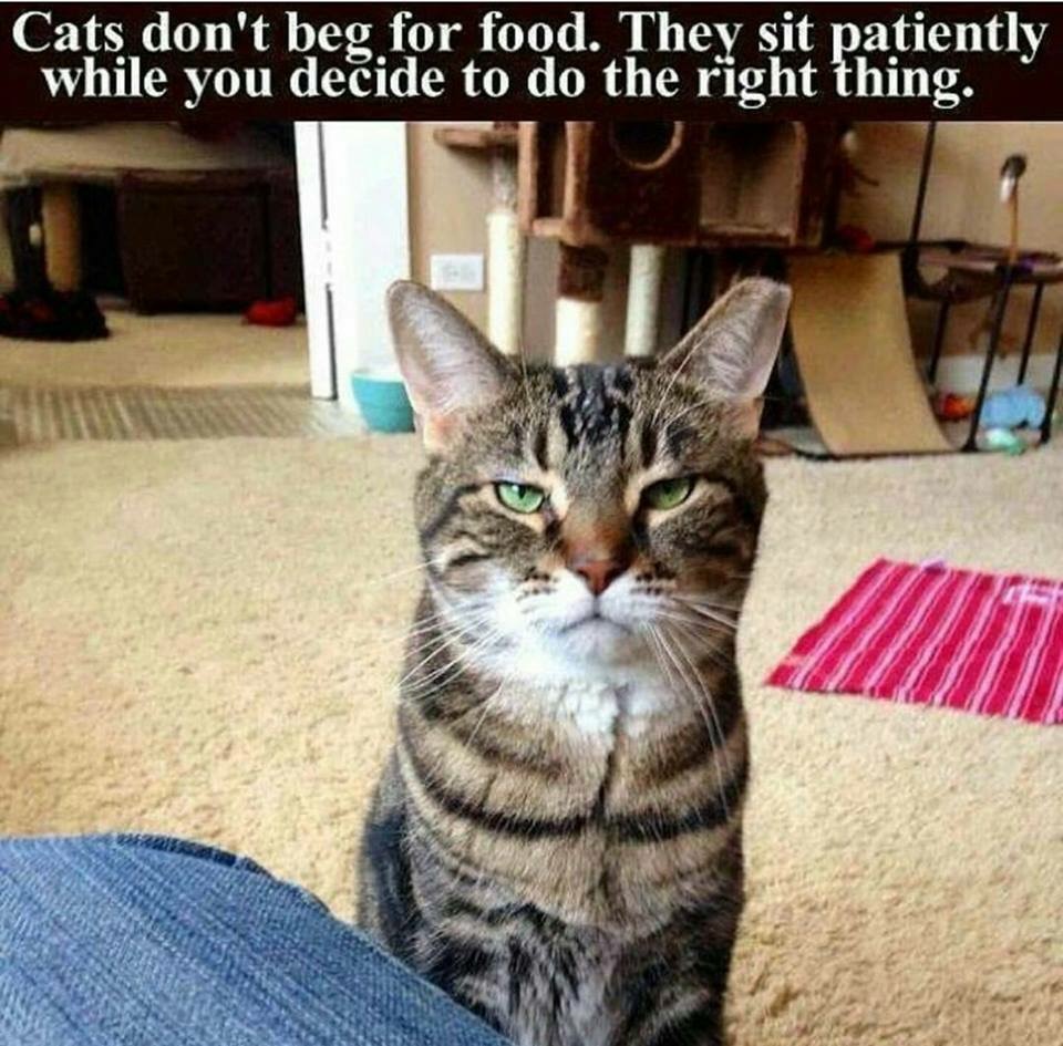 cats don t beg for food - Cats don't beg for food. They sit patiently while you decide to do the right thing.