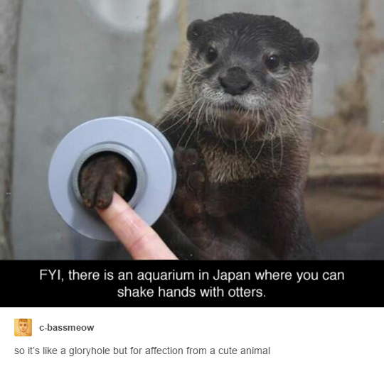 shake hands with otters gif - Fyi, there is an aquarium in Japan where you can shake hands with otters. cbassmeow so it's a gloryhole but for affection from a cute animal