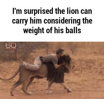 biggest balls gif - I'm surprised the lion can carry him considering the weight of his balls