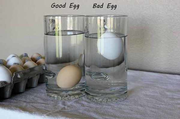 Stop putting all your eggs in one basket! Here is how you differentiate a good egg from a bad one.