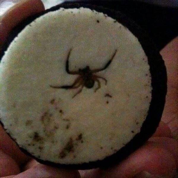 22 Images That Will Make You Scream NOPE!