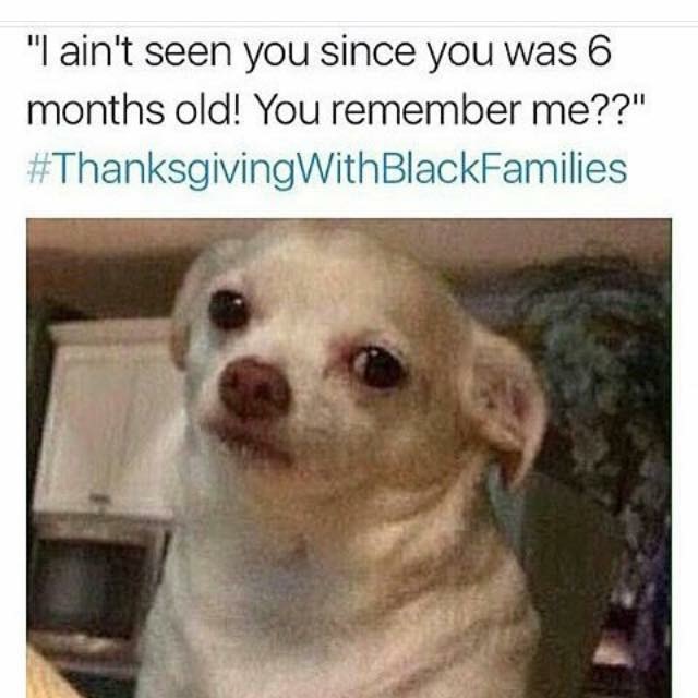 annoyed dog meme - "I ain't seen you since you was 6 months old! You remember me??" BlackFamilies