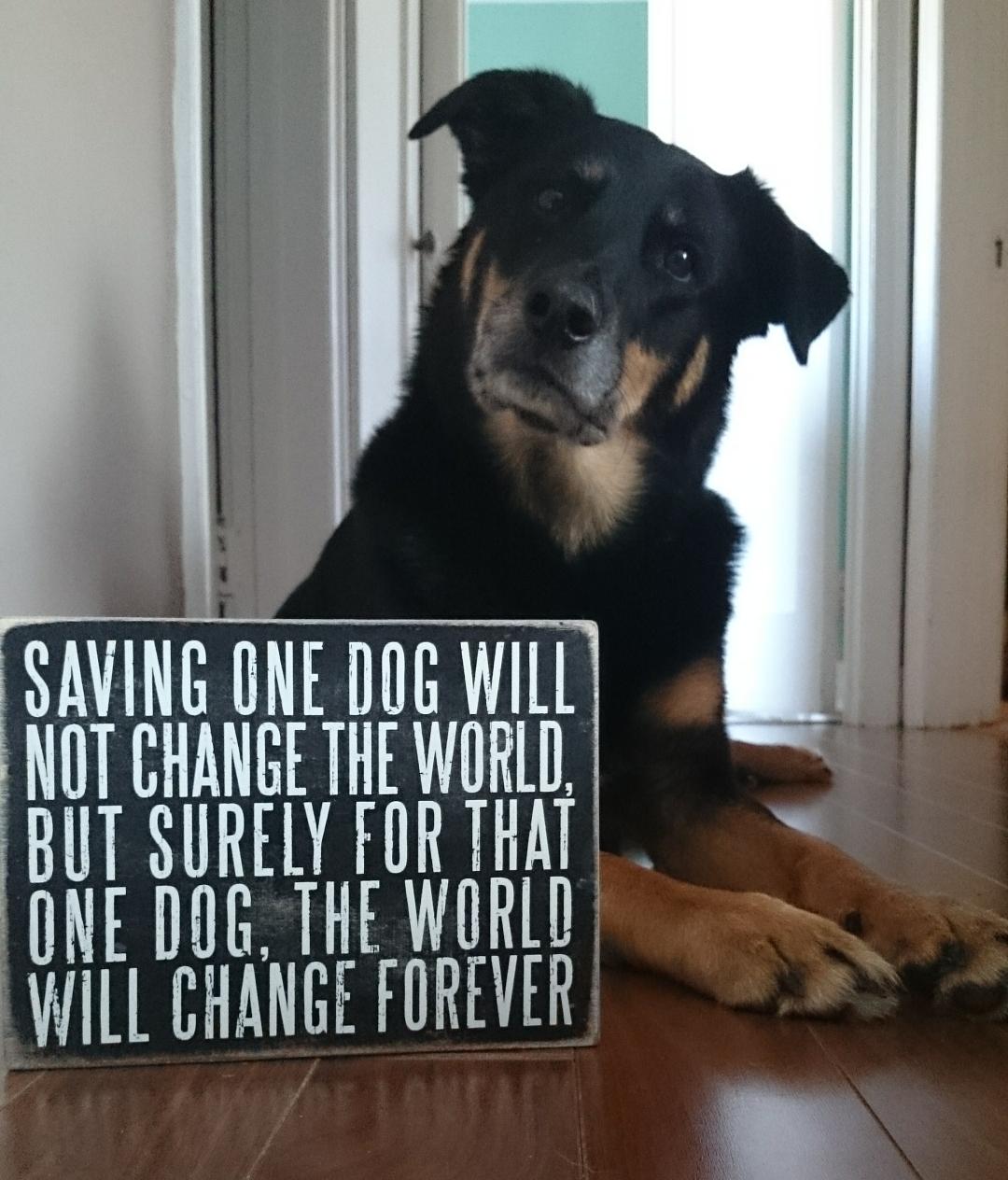 kids capers - Saving One Dog Will Not Change The World, But Surely For That One Dog, The World I Will Change Forever