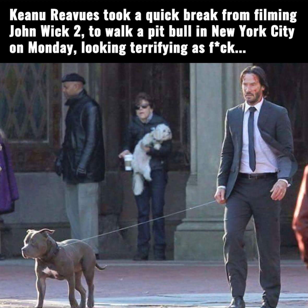 keanu reeves meme - Keanu Reavues took a quick break from filming John Wick 2, to walk a pit bull in New York City on Monday, looking terrifying as fck...