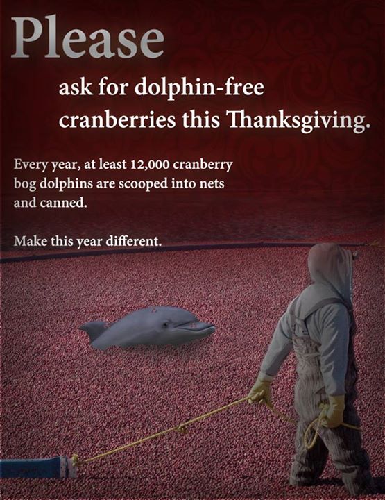cranberry dolphins - Please ask for dolphinfree cranberries this Thanksgiving. Every year, at least 12,000 cranberry bog dolphins are scooped into nets and canned. Make this year different.