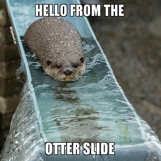 otter slide meme - Hello From The UpdootCat Otter Slide