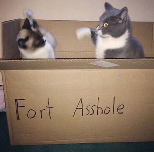 fort asshole - Fort Asshole