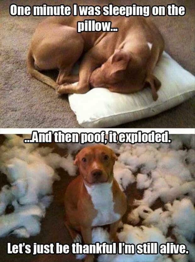 dog memes pillow - One minute I was sleeping on the pillow... ..And then poof, it exploded. Let's just be thankful I'm still alive.