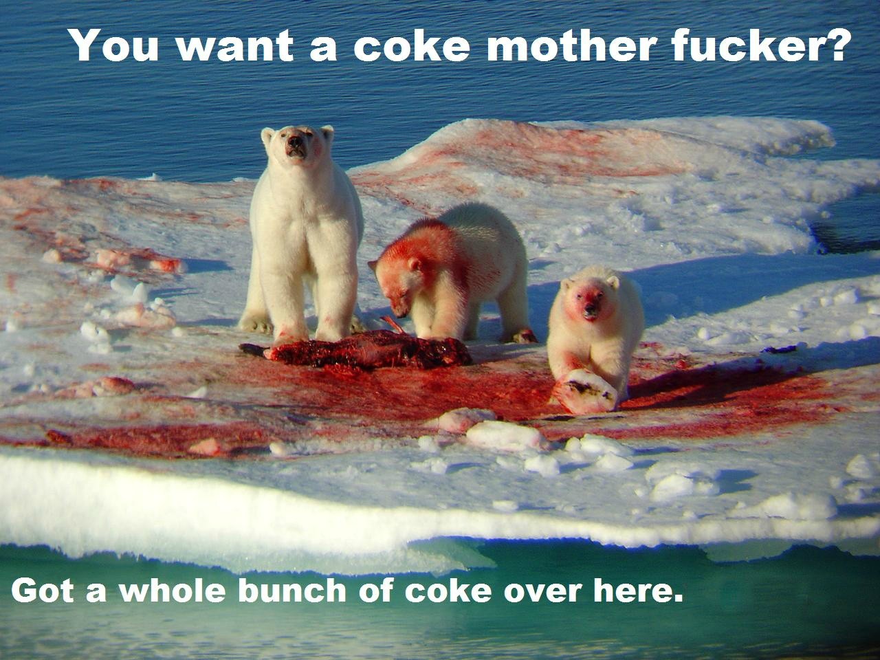 coca cola polar bear - You want a coke mother fucker? Got a whole bunch of coke over here.