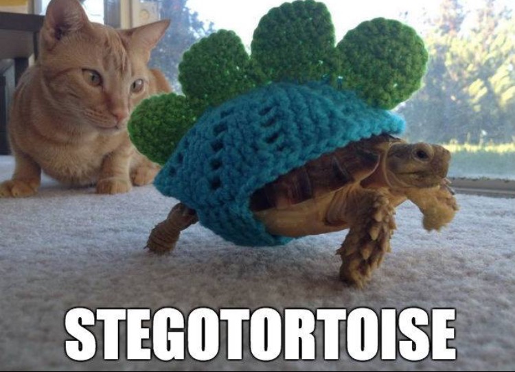 dinosaur turtle - Stegotortoise