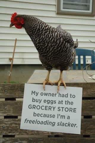 cool chicken shaming - My owner had to buy eggs at the Grocery Store because I'm a freeloading slacker.