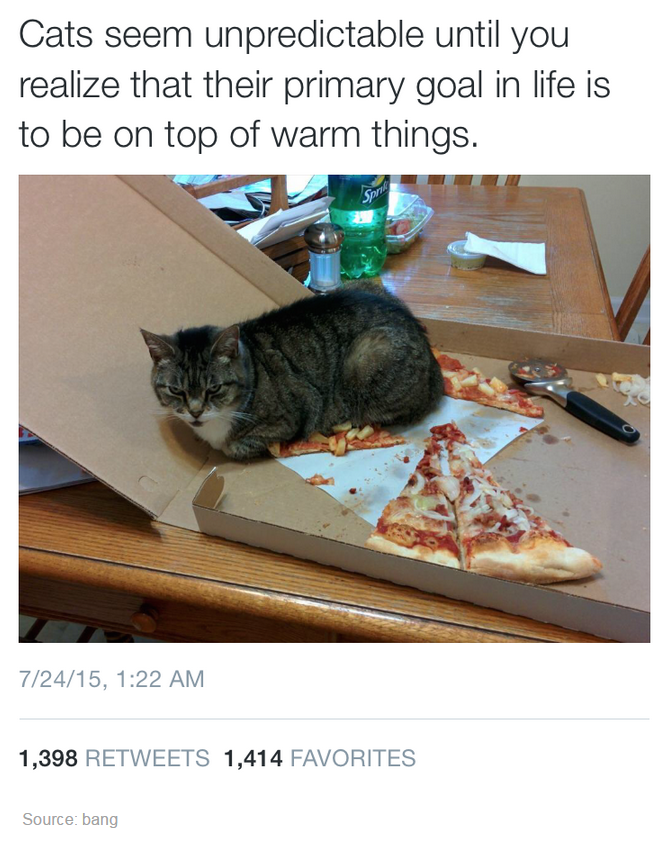 cat on pizza slice - Cats seem unpredictable until you realize that their primary goal in life is to be on top of warm things. 72415, 1,398 1,414 Favorites Source bang