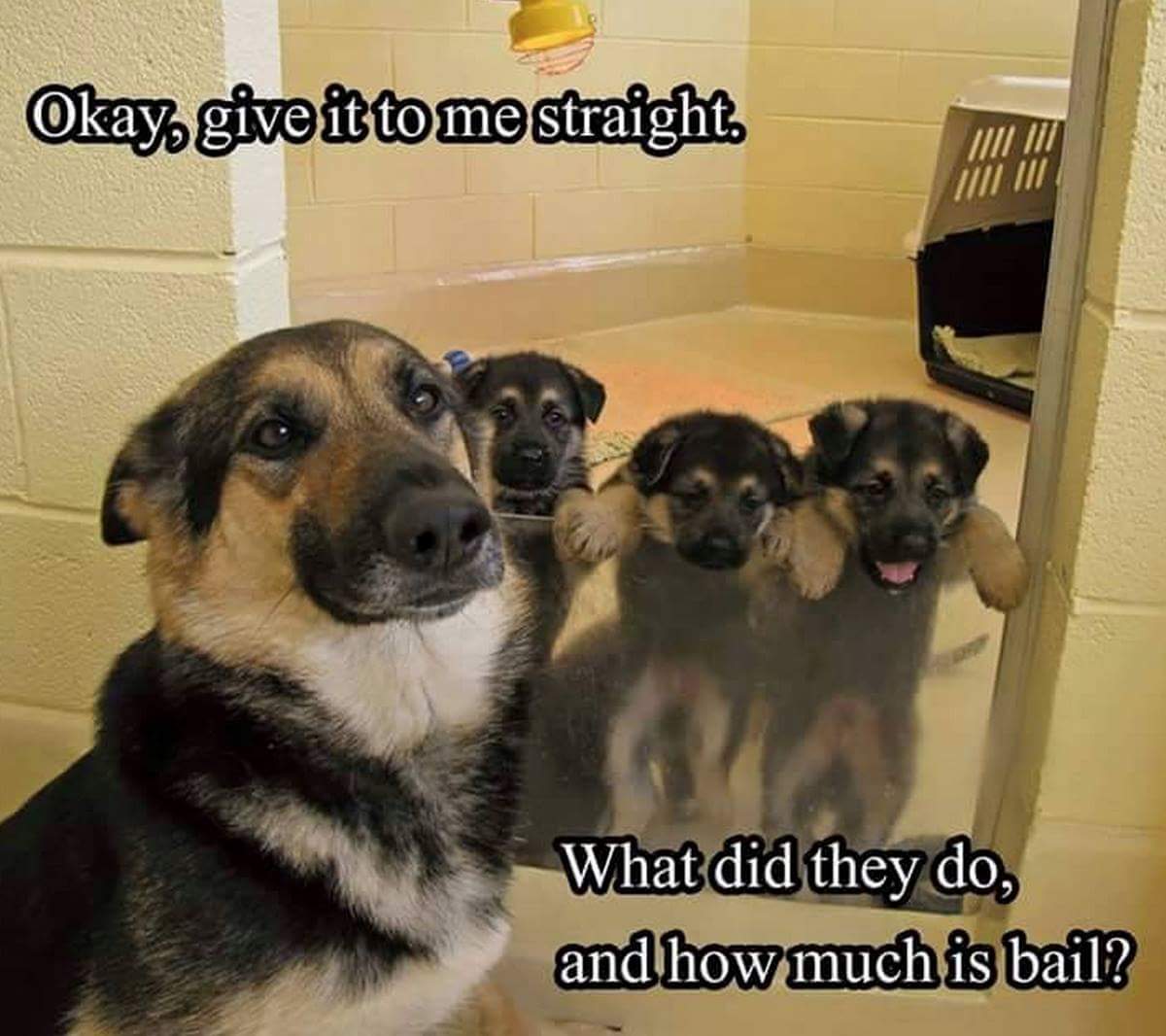 funny german shepherd - Okay, give it to me straight What did they do, and how much is bail?