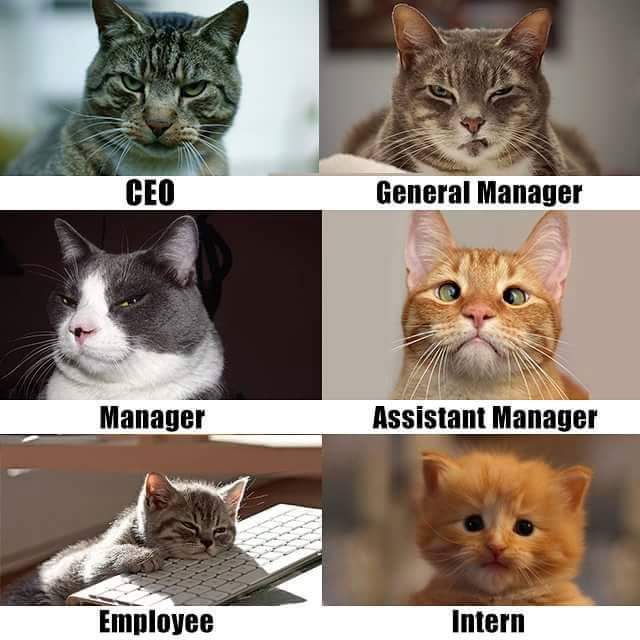 manager cats - Ceo General Manager Manager Assistant Manager Employee Intern