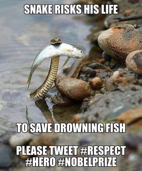 respect funny - Snake Risks His Life To Save Drowning Fish Please Tweet
