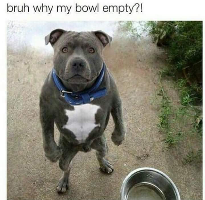 bruh why my bowl empty - bruh why my bowl empty?!