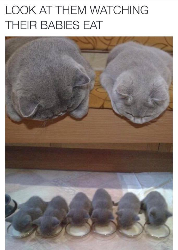 mom dad and kittens - Look At Them Watching Their Babies Eat