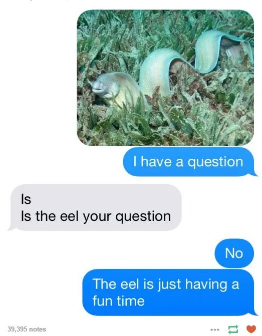 I have a question Is Is the eel your question No The eel is just having a fun time 39,395 notes
