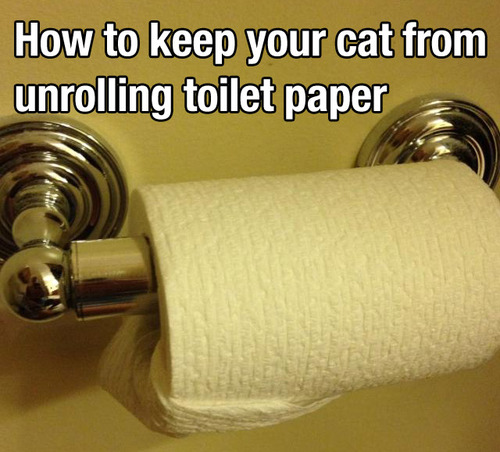 prevent cat from unrolling toilet paper - How to keep your cat from unrolling toilet paper