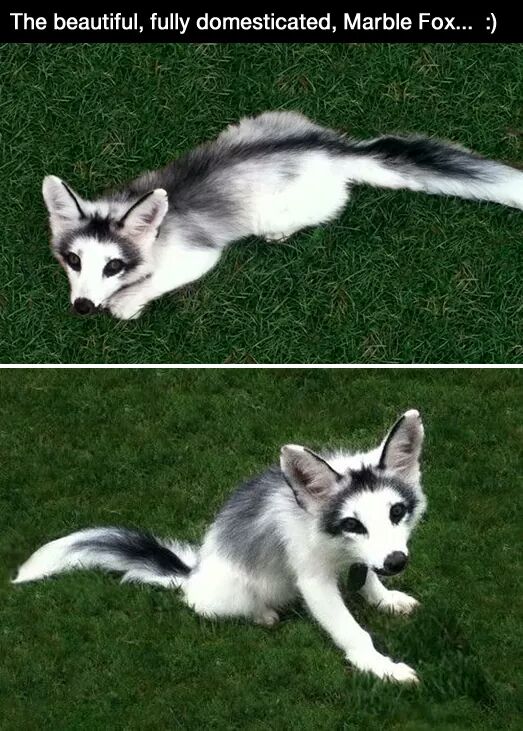 arctic marble fox - The beautiful, fully domesticated, Marble Fox...
