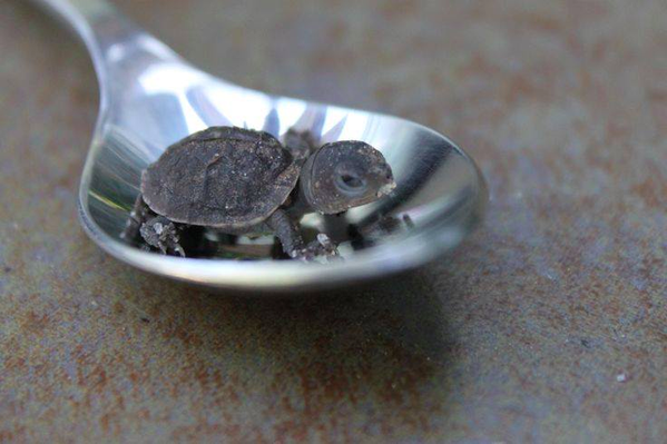 cute baby box turtle