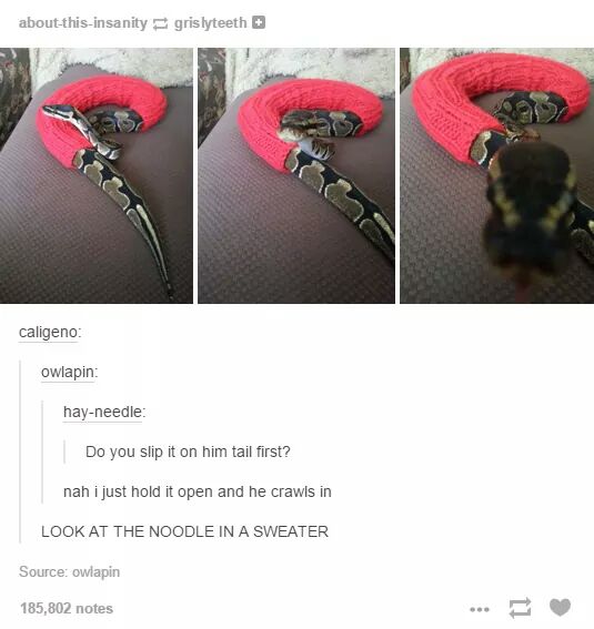 smol cute snek - aboutthisinsanity grislyteeth caligeno owlapin hayneedle Do you slip it on him tail first? nah i just hold it open and he crawls in Look At The Noodle In A Sweater Source owiapin 185,802 notes