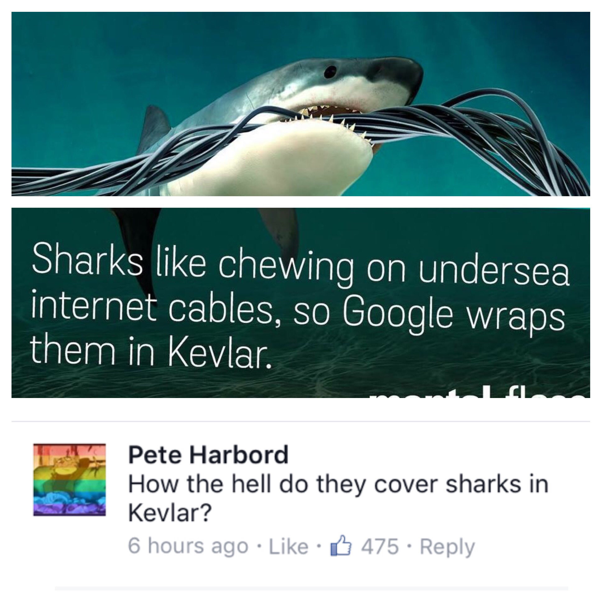 kevlar shark - Sharks chewing on undersea internet cables, so Google wraps them in Kevlar. Pete Harbord How the hell do they cover sharks in Kevlar? 6 hours ago . 475.