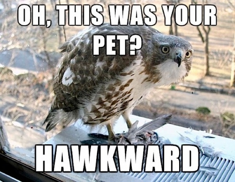 bird memes - Oh, This Was Your Pet youp Hawkward