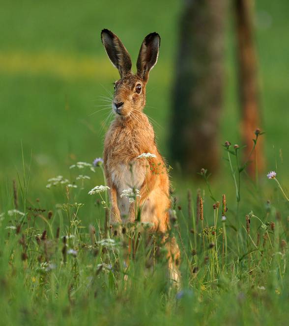Rabbits have nearly 360° panoramic vision, allowing them to see what's happening behind them without turning their head, but they have a small blind-spot in front of their nose.