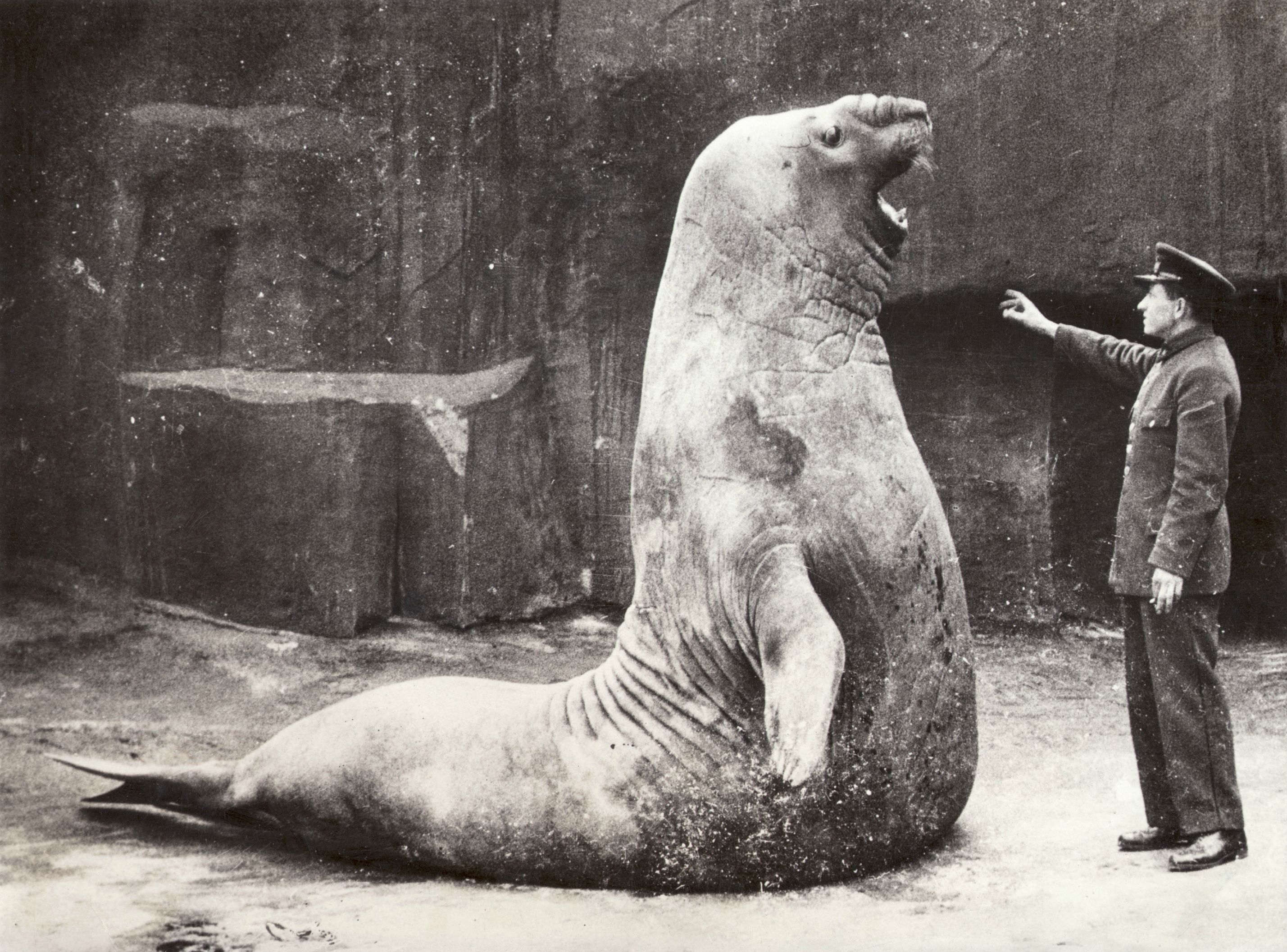 goliath elephant seal