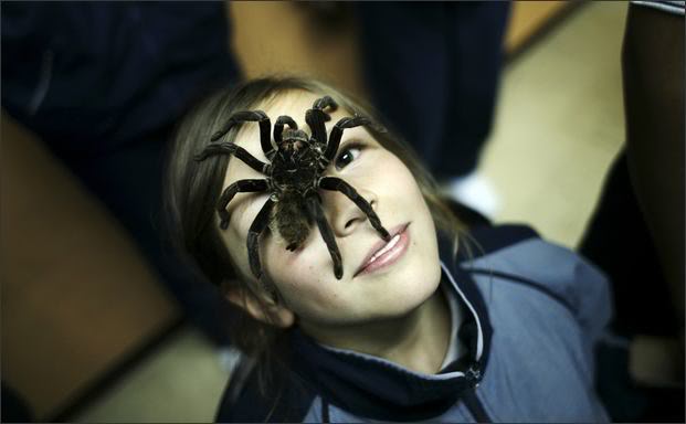 giant spider on face