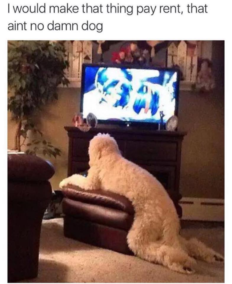 dog watching tv meme - I would make that thing pay rent, that aint no damn dog