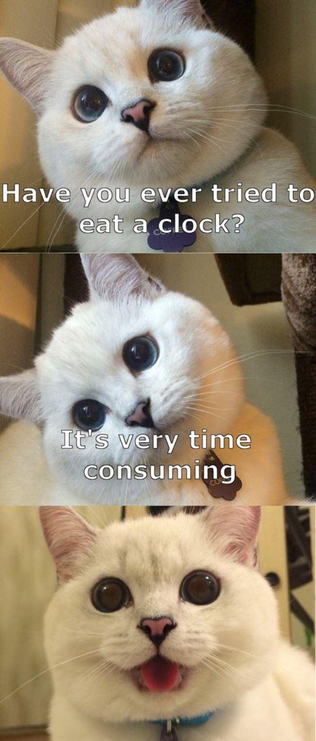 animal dad jokes - Have you ever tried to eat a clock? It's very time consuming