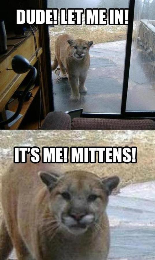 cats are cute - Dude! Let Me In! It'S Me! Mittens!
