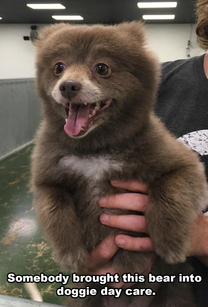 bear cub looks like puppy - Somebody brought this bear into doggie day care.