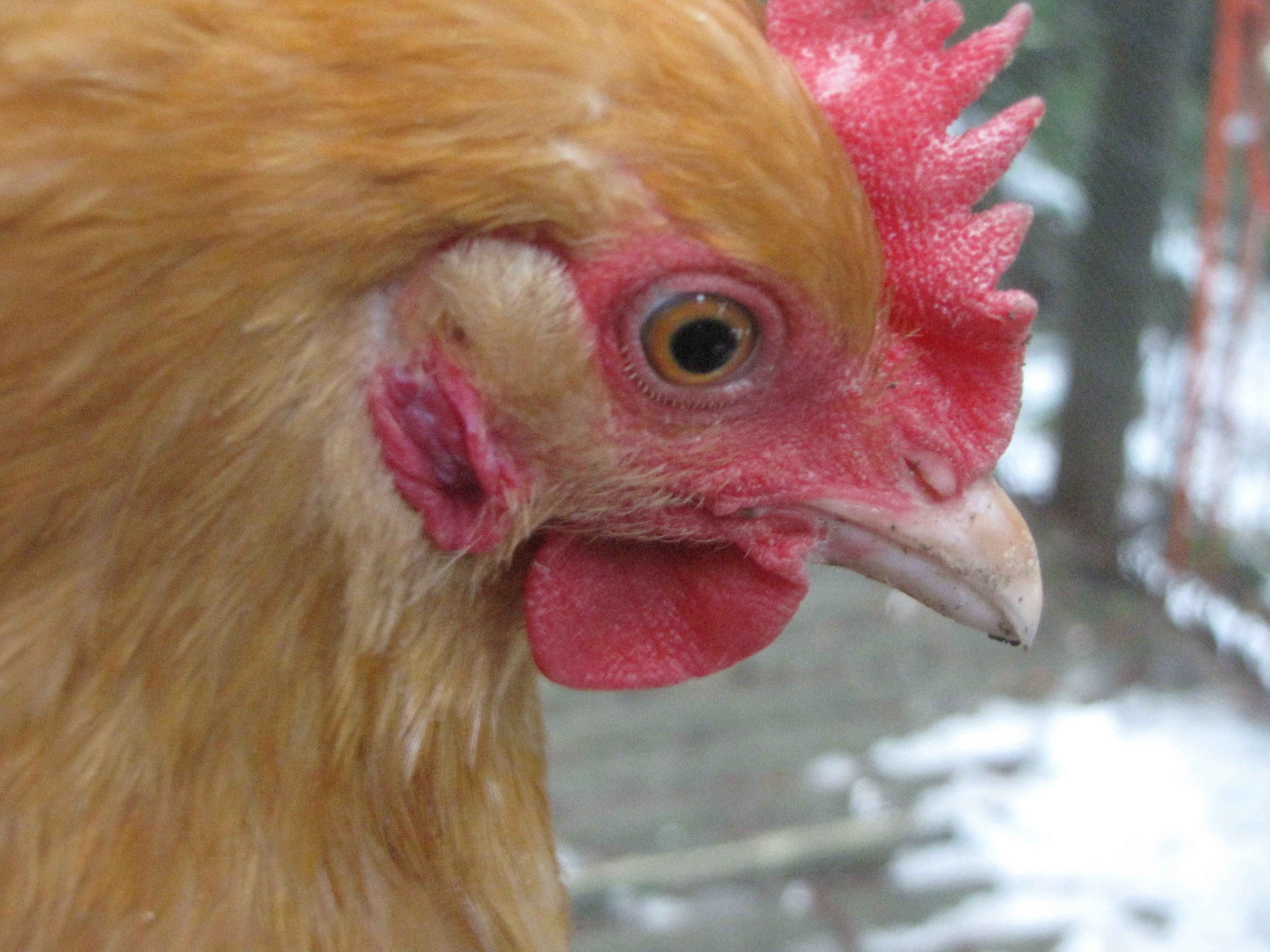 Chickens have ear lobes and their color can be a good predictor of the color of their eggs.