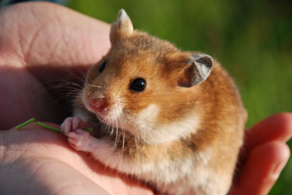 It's illegal to own hamsters as pets in Hawaii.