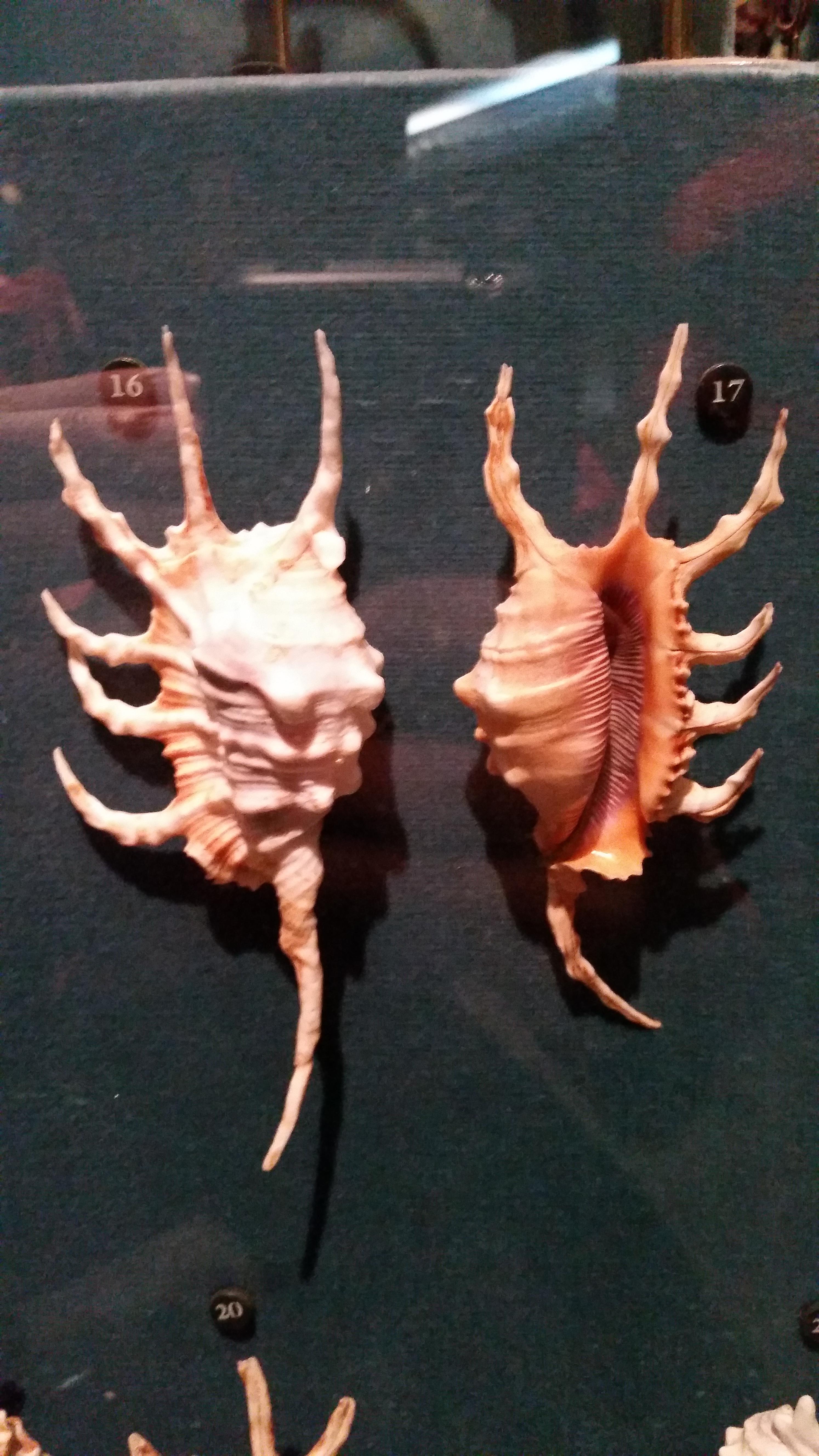 Scorpio Conch shells look like face hugger aliens.