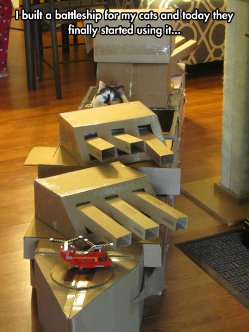 Cat - I built a battleship for my cats and today they finally started using it...
