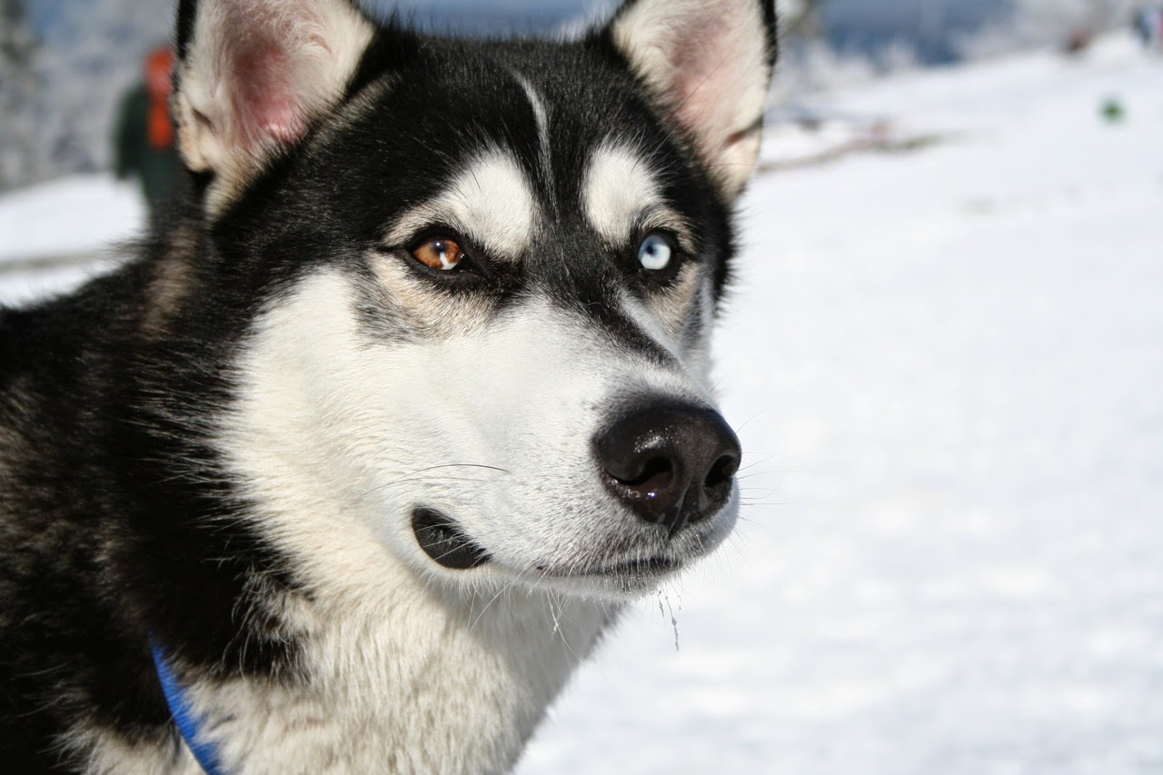 Dogs are banned from Antarctica since 1994. The only allowed canines 

are the native species and huskies bred in Antarctica.