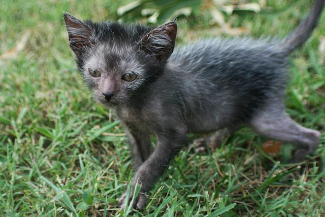 There exists a breed of "Werewolf Cats" that act like dogs and sell 

for as much as $2,500.