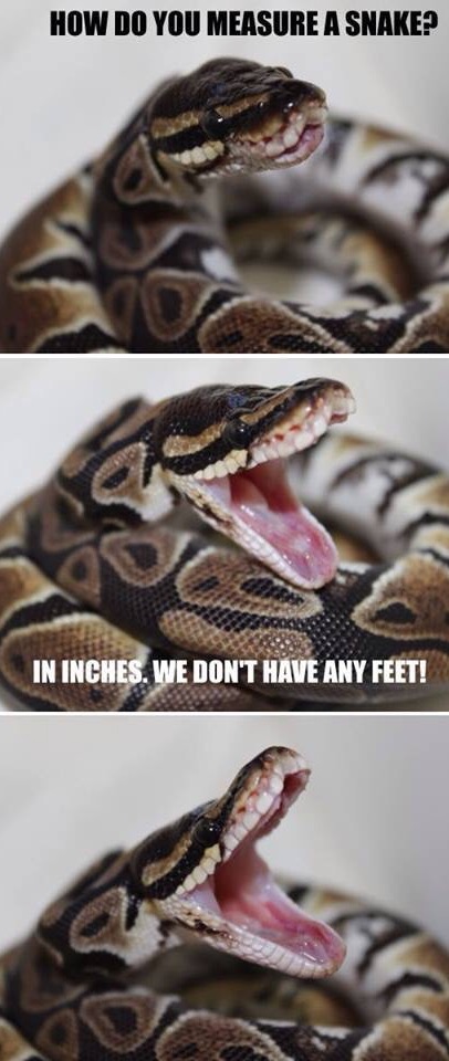 cute snake meme - How Do You Measure A Snake? In Inches. We Don'T Have Any Feet!