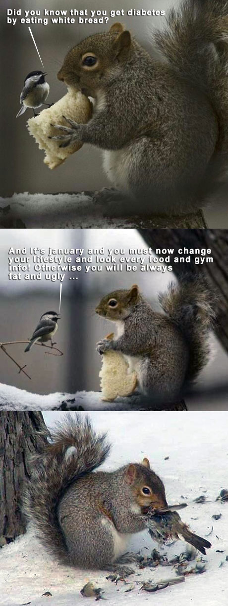 squirrel eating bird - Did you know that you get diabetes by eating white bread? And It's january and you must now change your lifestyle and look every food and gym Infol Otherwise you will be always fat and ugly ...