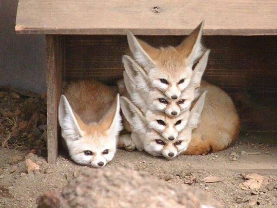 cute fennec fox