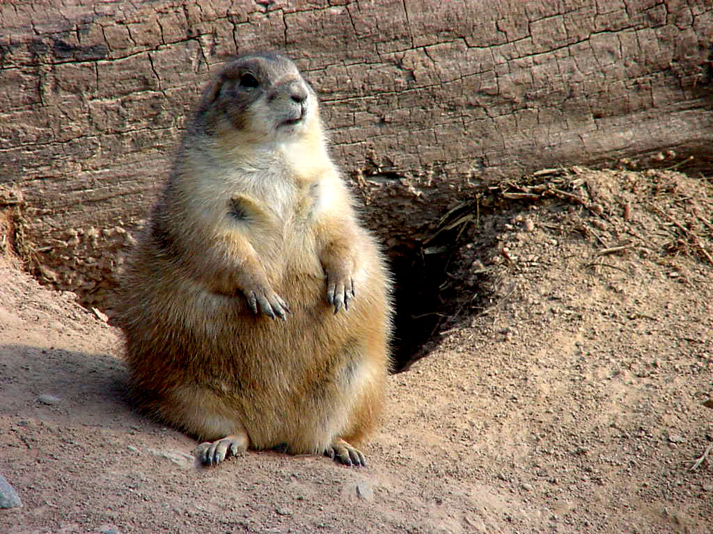 Prairie dogs have such a complex means of communication that they 

can embed descriptions of predators within their calls, and even 

have a specific call to describe a man with a gun.