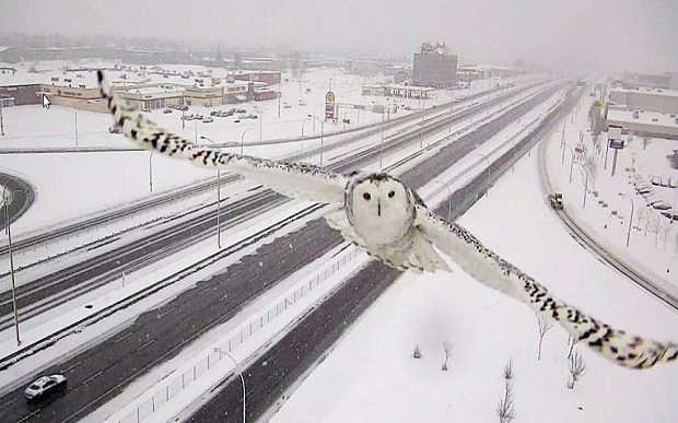 snowy owl caught on traffic camera - %