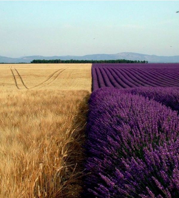 lavender wheat