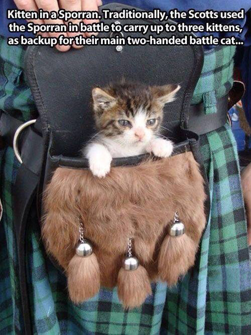 battle kitten - Kitten in a Sporran. Traditionally, the Scotts used the Sporran in battle to carry up to three kittens, as backup for their main twohanded battle cat...