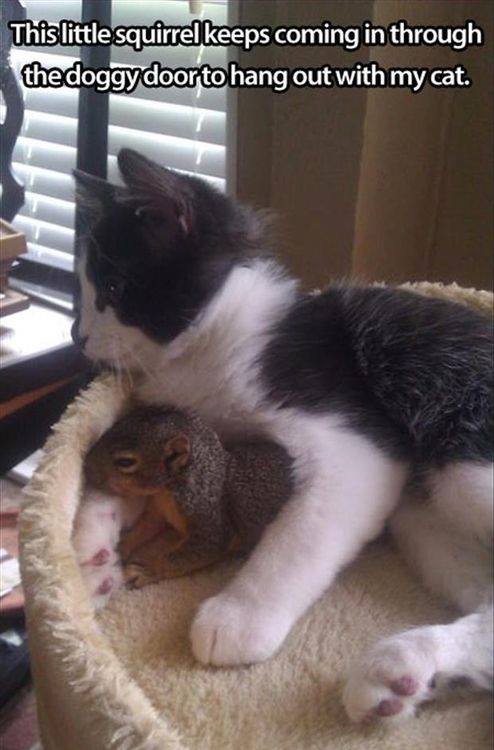 cat and squirrel funny - This little squirrel keeps coming in through the doggy door to hang out with my cat.